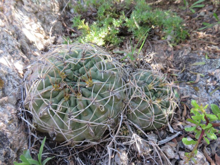 IMG 6413 Gymnocalycium ritterianum ASK1089 750