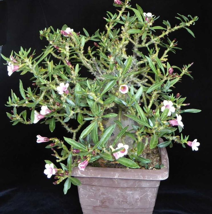 Pachypodium bispinosum 1 750