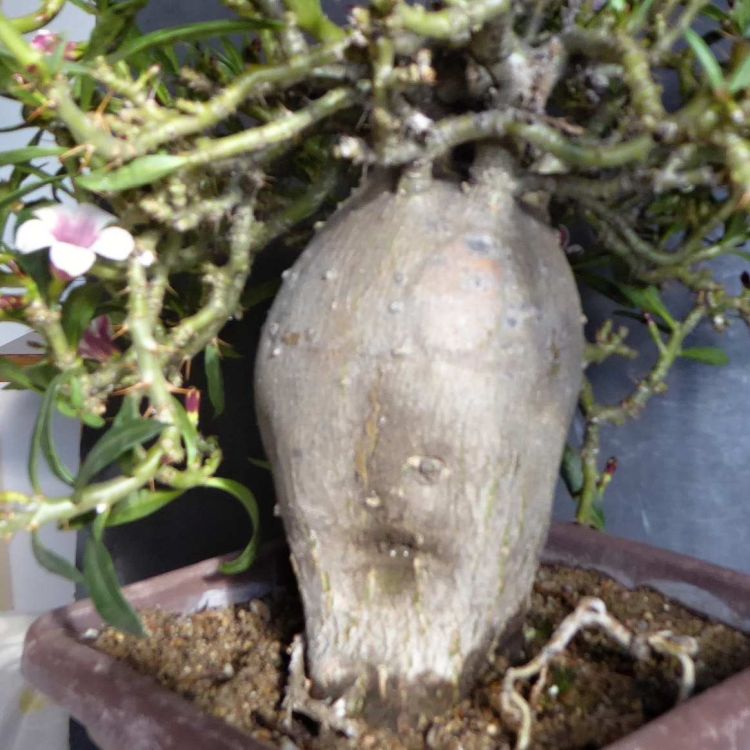 Pachypodium bispinosum 2 1 750