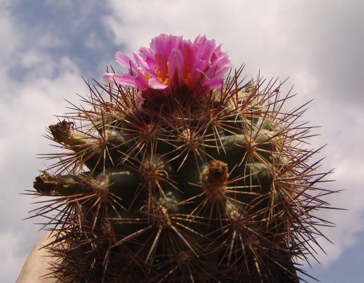Pediocactus simpsonii nigrispinus HK 1203 2 750