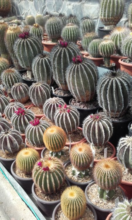 image009 750