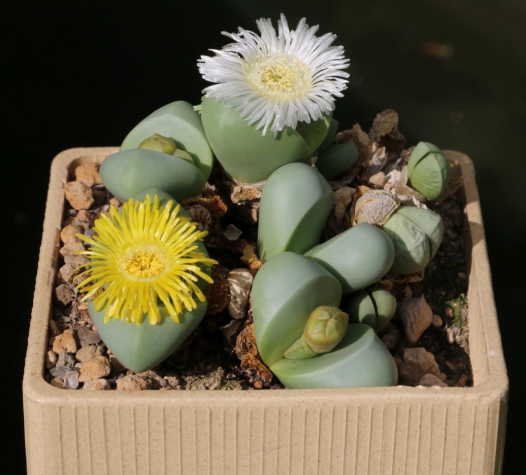 Argyroderma delaetii Knersvlakta 1985 14102020 750