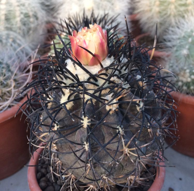 Copiapoa griseoviolacea Freirina Huasco Chile 750