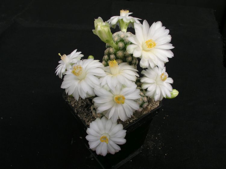 Mammillaria theresae f albiflora P4300097 750