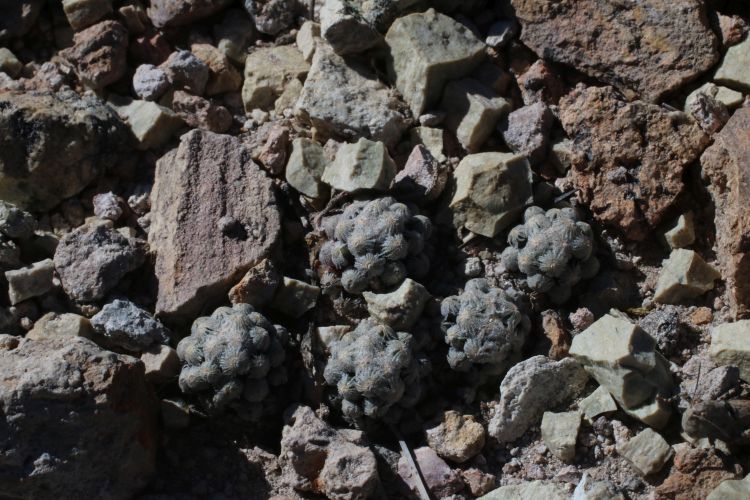 PA 2602 2017 8 750