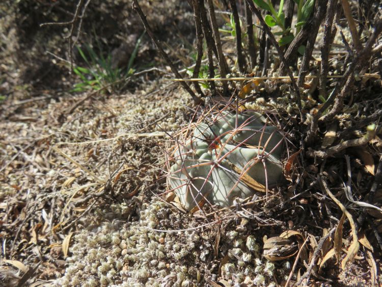 28 IMG 6661 Acanthocalycium kuehasii ASK1097 2 750