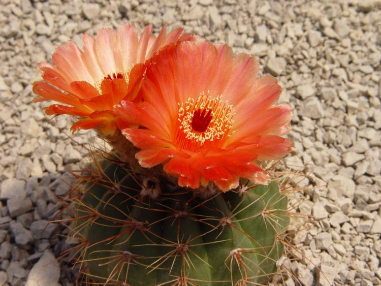 image003 750