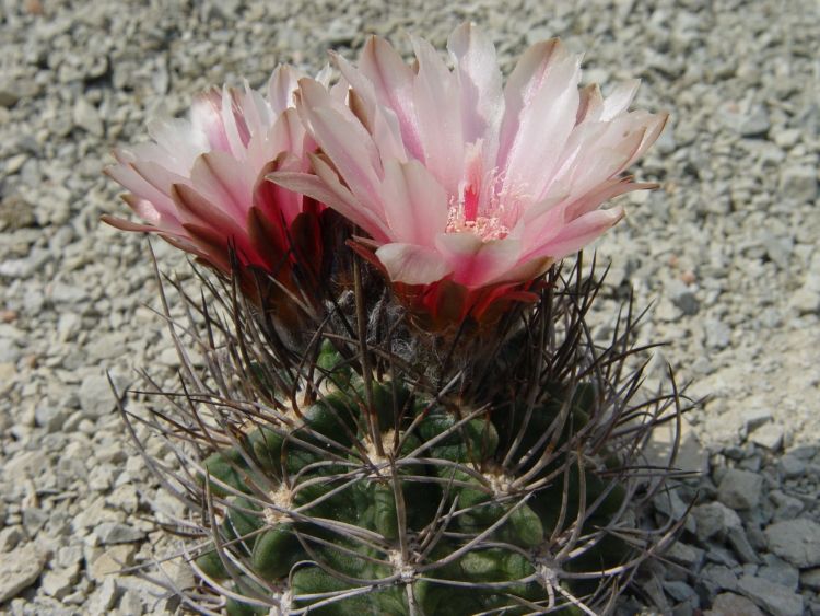 image005 750