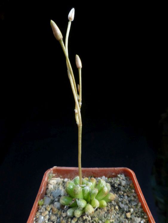 Anacampseros karasmontana 750