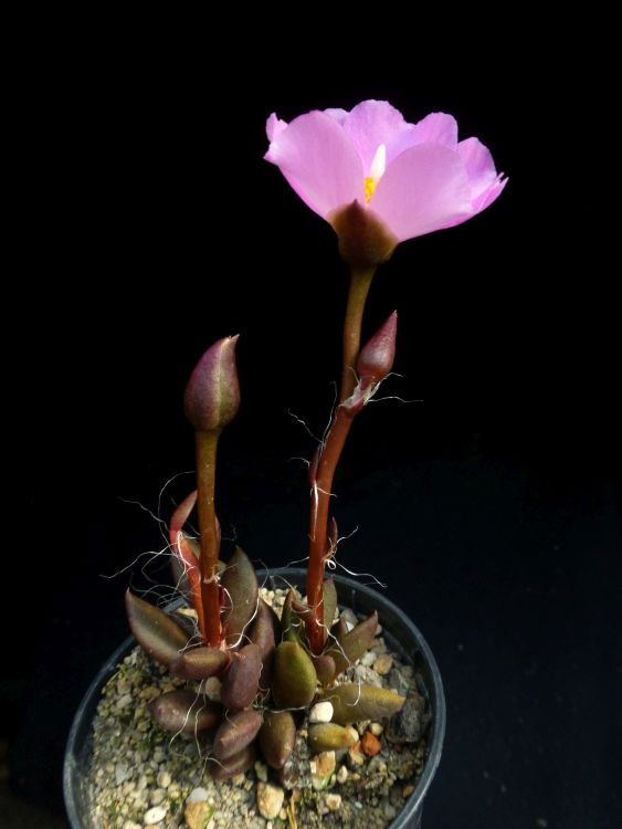 Anacampseros lanceolata 750