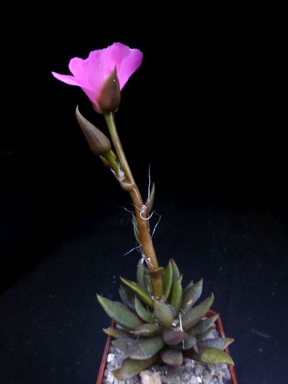 Anacampseros lanceolata 2 750