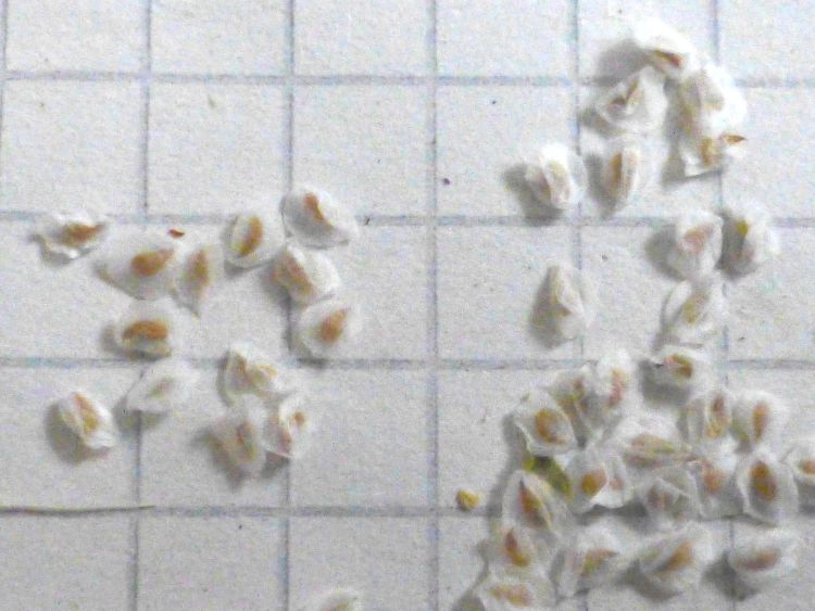 Semena Anacampseros lanceolata 750