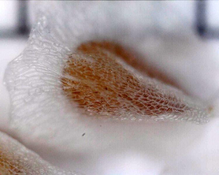 Semeno Anacampseros lanceolata 750