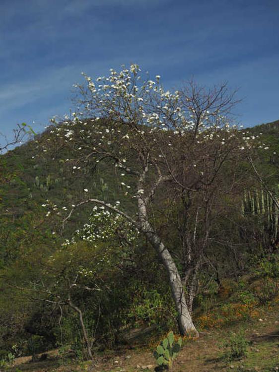 PB180985_LasCasitas_WP2131_Ipomoea_arborescens