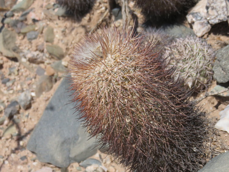7-Parodia