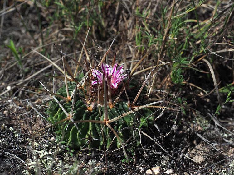 PB191160_ConcepcionBuenavista_WP2138_Ef_crispatus