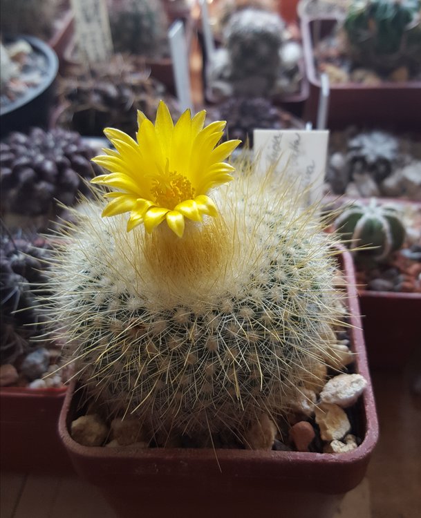f1-Parodia-chrysacanthion-JO-355