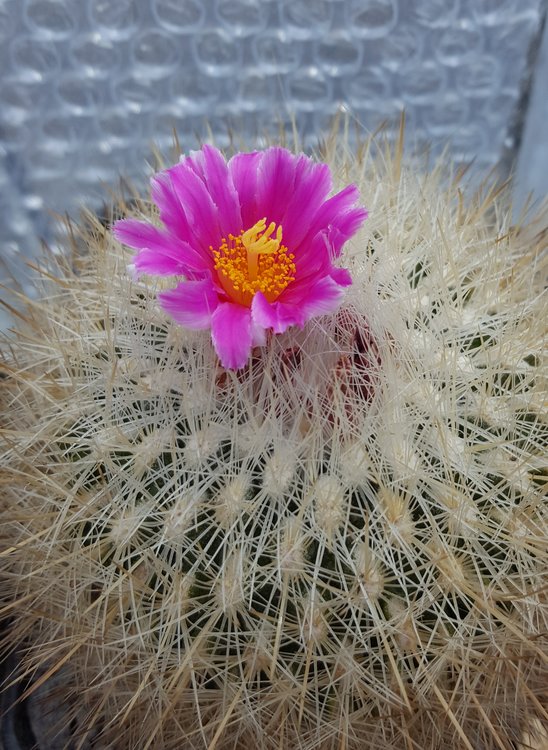 f1-Thelocactus-conothelos-v-macdowellii