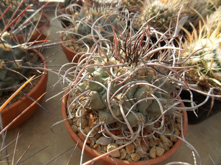 image5