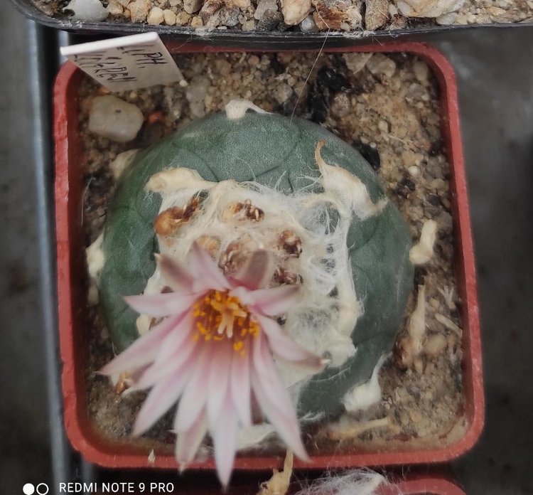 image6