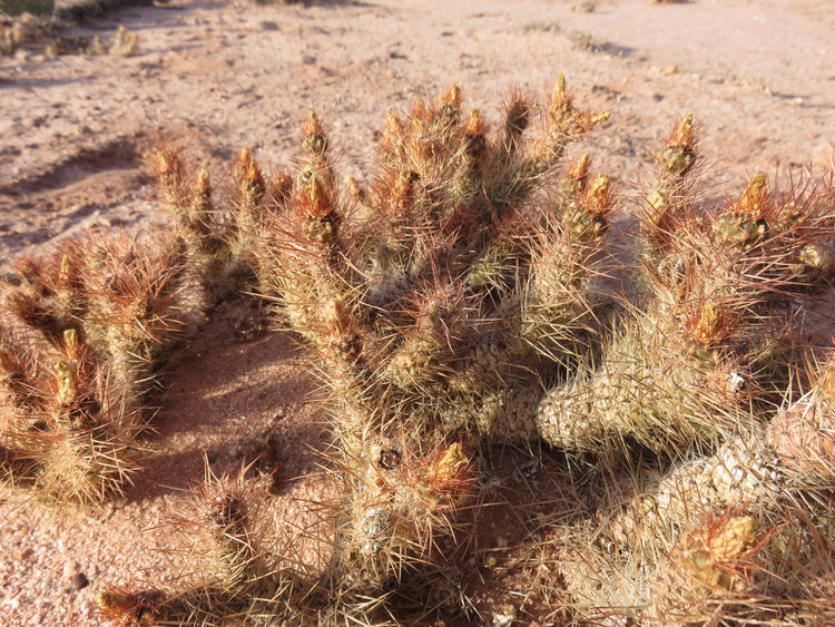 5-IMG_82795-Tephrocactus-weberi-ASK11254