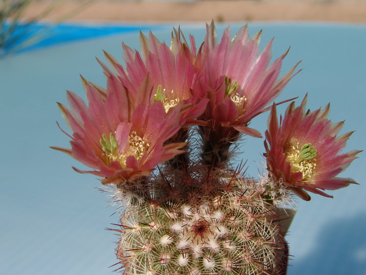 Echinocereus-dasyacanthus-SB-253-1