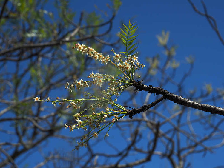 PB201390_Tapanala_WP2140_Pseudosmodingium_multifolium