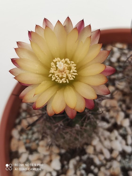 andreanus