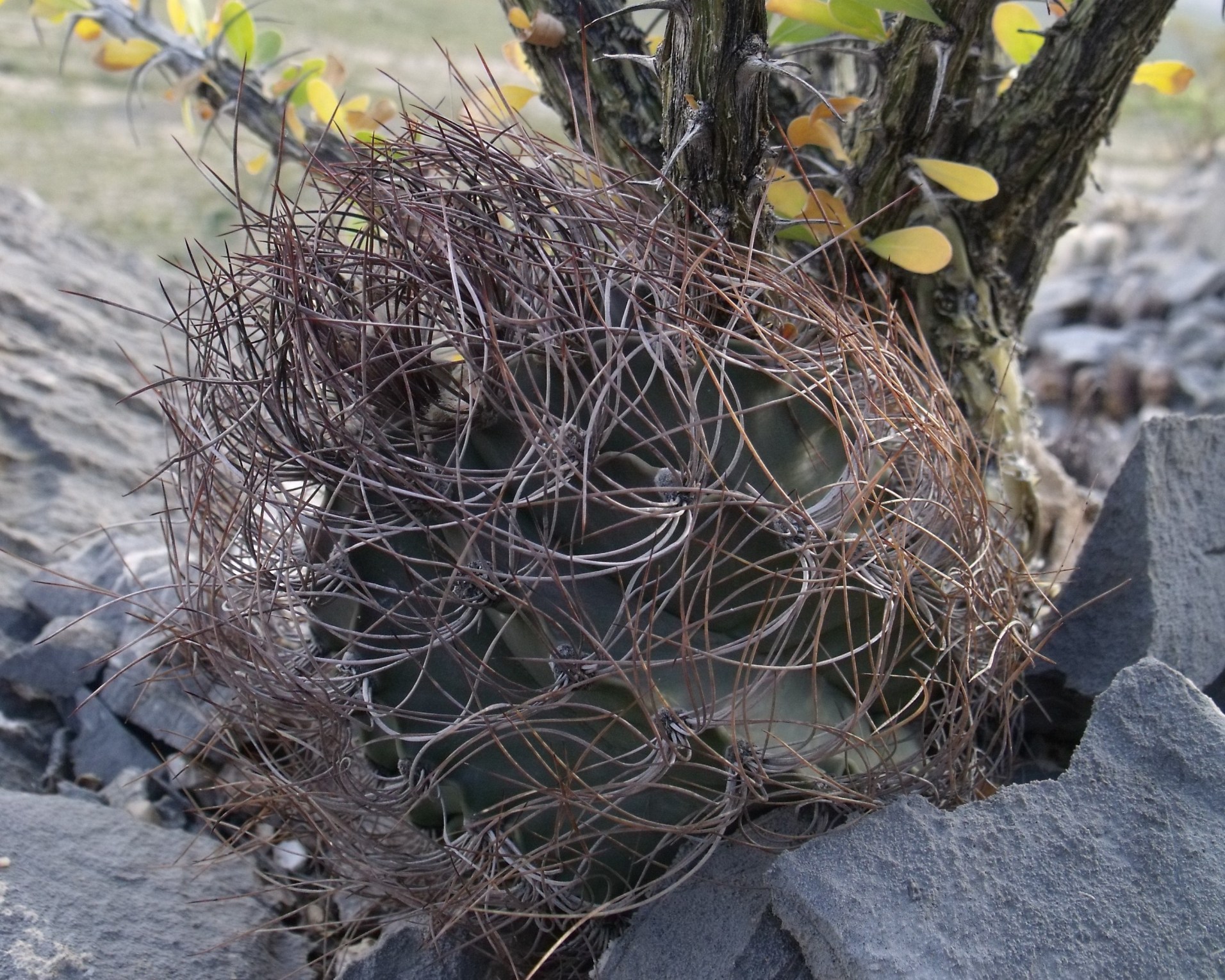 Astrophytum senile PT 506 Laguna Viesca COAH 12