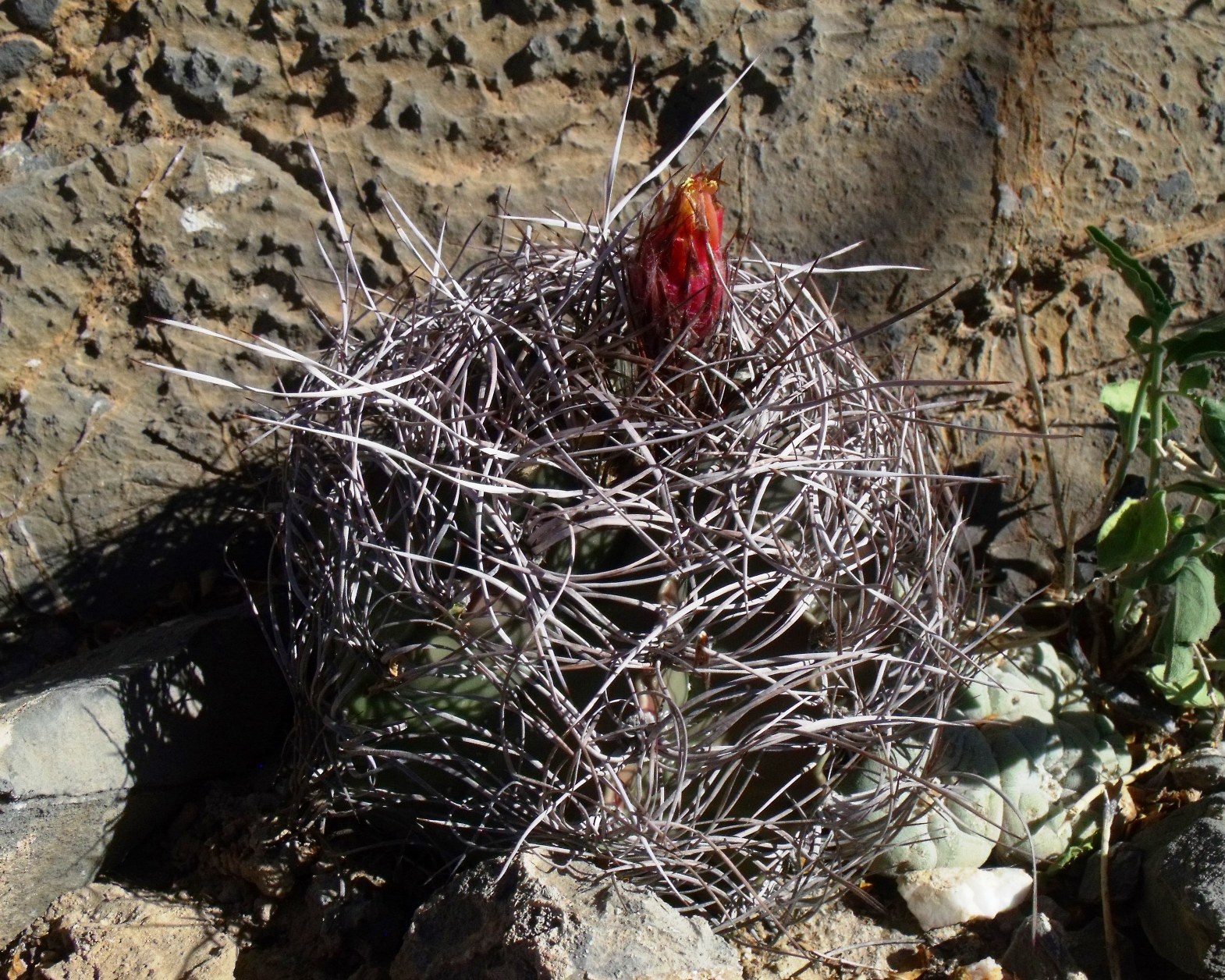 Astrophytum senile PT 506 Laguna Viesca COAH 4