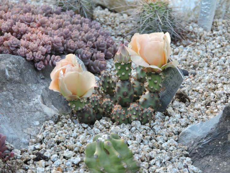 DSCN0626