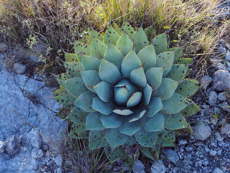 PB221607_SanBartoloTeontepec_WP2149_Ag_verschafeltii