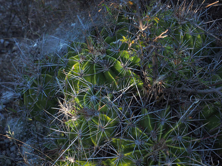 PB221631_SanBartoloTeontepec_WP2149_F_flavovirens