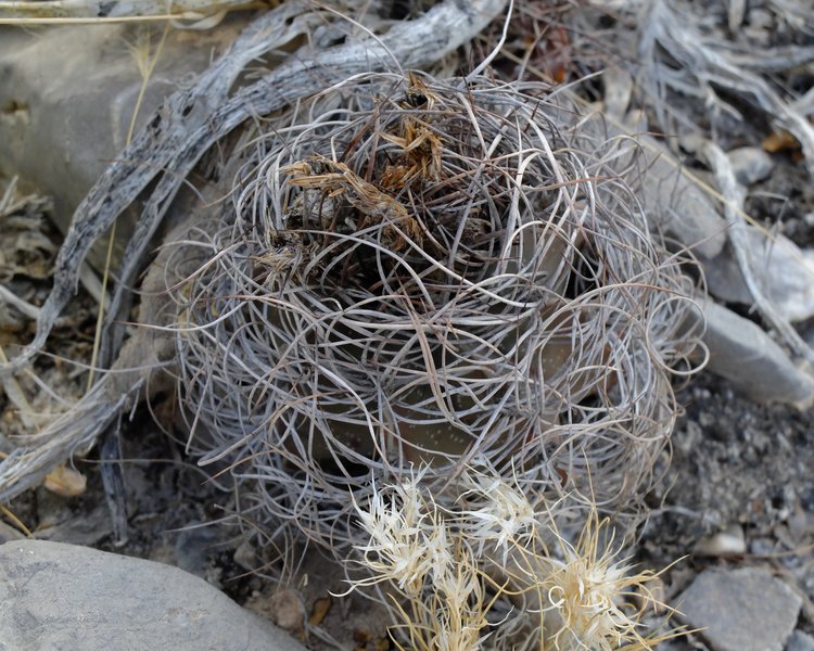 ridce-vlockovane-Astrophytum-senile-PT-643-Ejido-El-Amparo-COAH-1