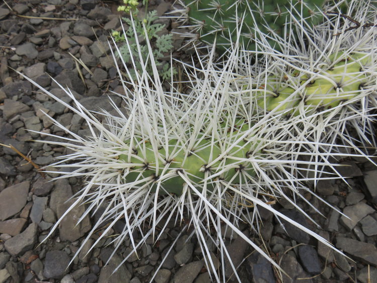 2-IMG_83149-Opuncia-white-spines-ASK11441---koniec