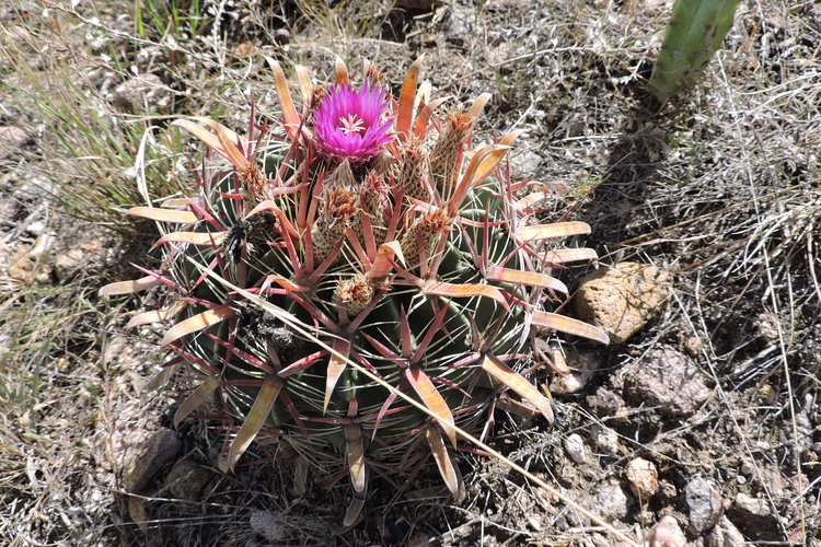 258