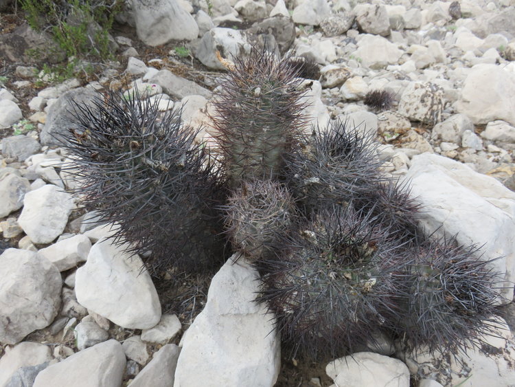 3-IMG_83289-Pyrrhocactus-strausianus-ASK11531