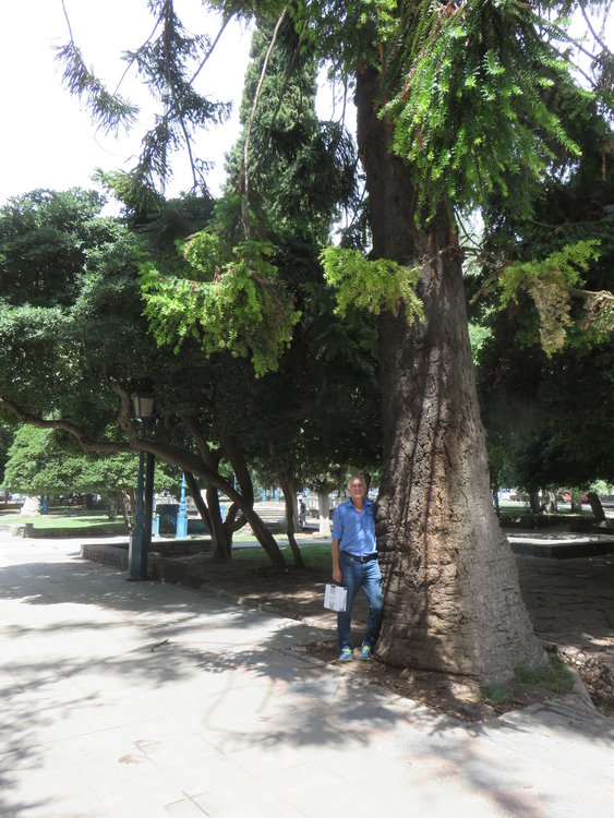 12-IMG_83471-araucaria