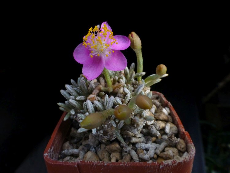 02-Anacampseros-quinaria