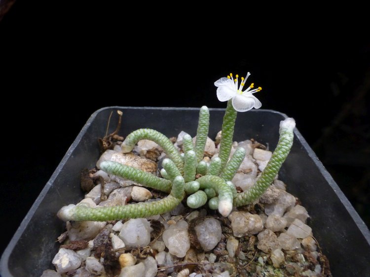 07-Anacampseros-quinarioides