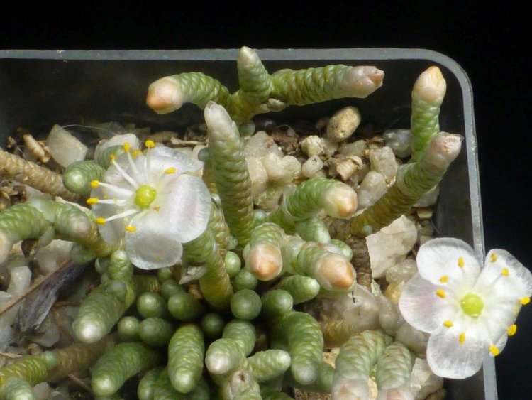 08-Kvety-Anacampseros-quinarioides