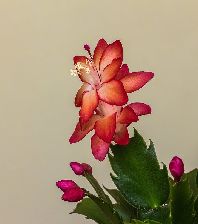906px-Schlumbergera_actm_01-wiki