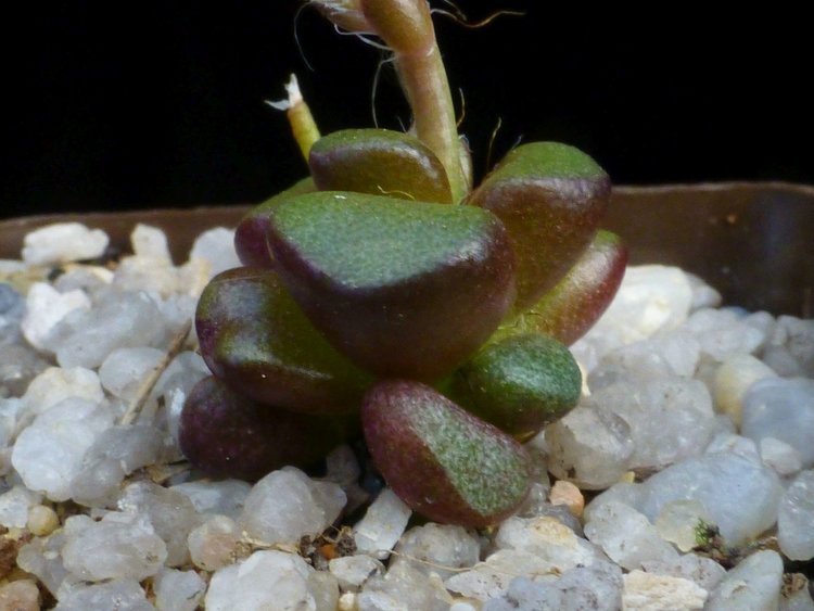 02-Anacampseros-retusa-Steinkopf