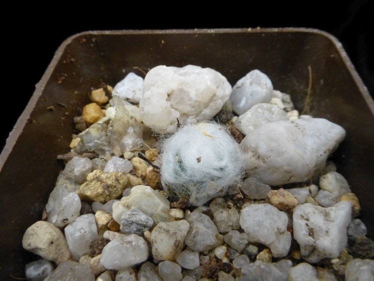 08-Vlnaty-A-retusa-f-lanuginosa