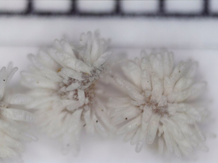 09-Semena-A-retusa-f-lanuginosa