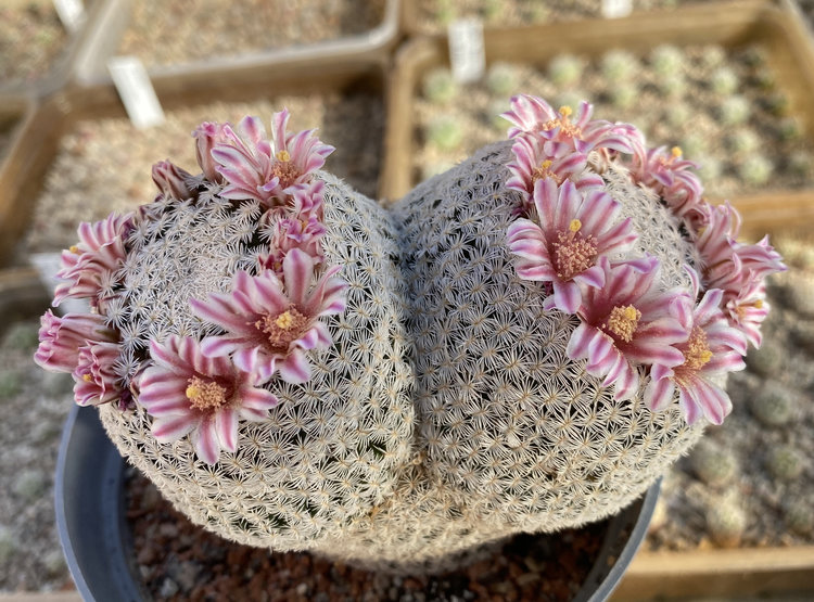 Mammillaria hermosana GM1823