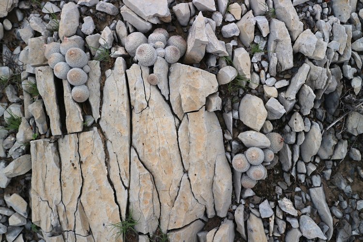 image12