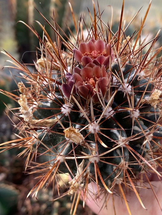 Ancistrocactus--brevihamatus-3