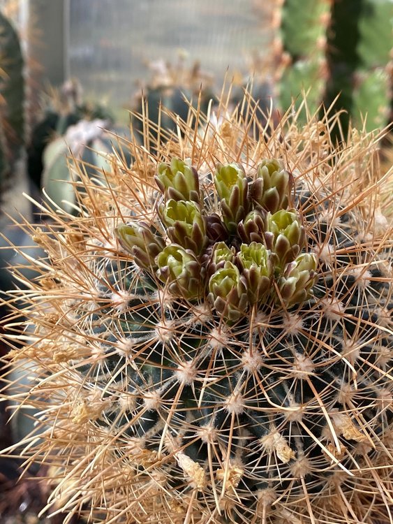 Ancistrocactus-tobudchii-5