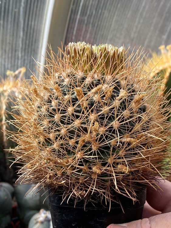 Ancistrocactus-tobudchii-6